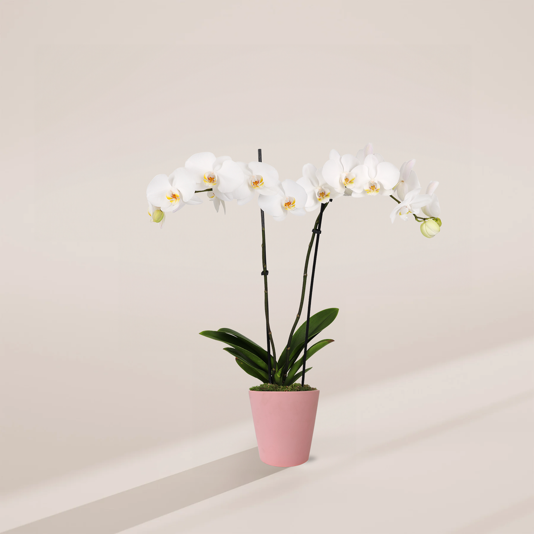 White Phalaenopsis Orchid