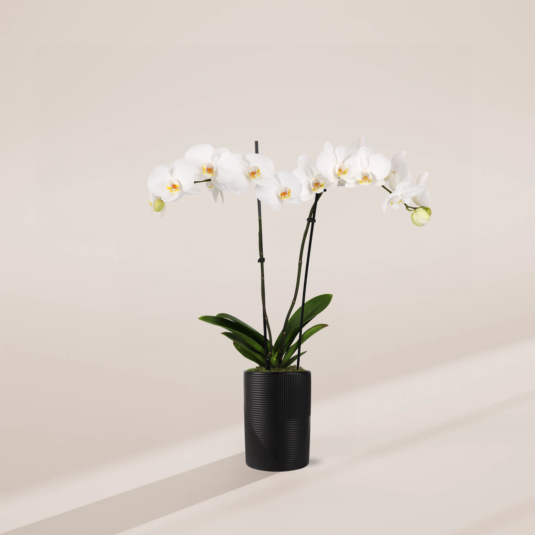 White Phalaenopsis Orchid