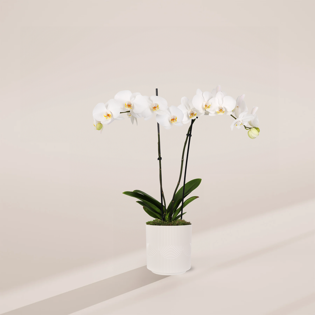 White Phalaenopsis Orchid