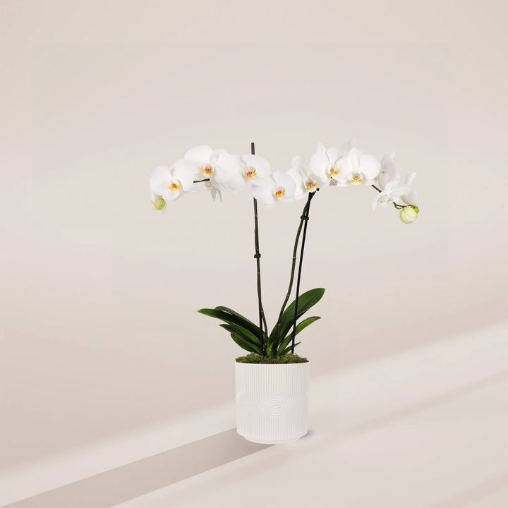 White Phalaenopsis Orchid