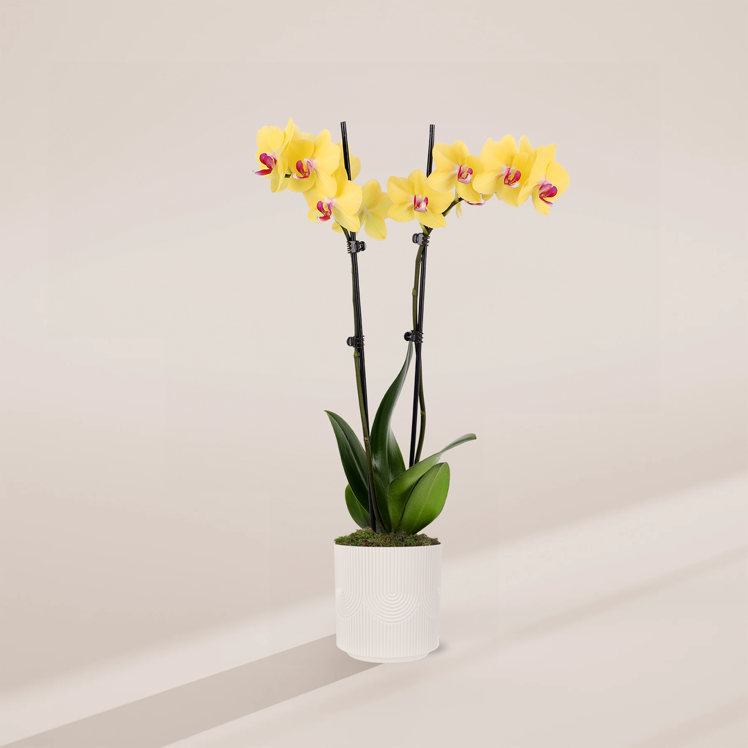 Yellow Phalaenopsis Orchid ‘Miraflore’