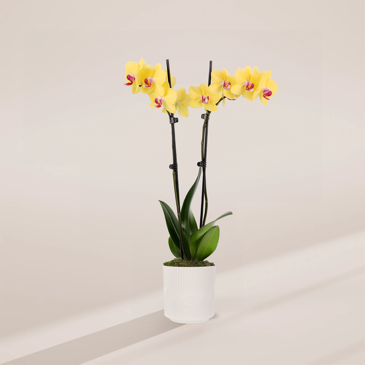 Yellow Phalaenopsis Orchid ‘Miraflore’