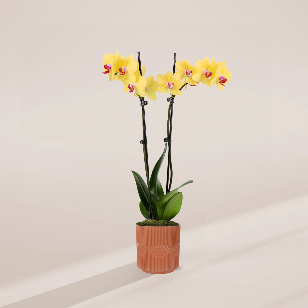 Yellow Phalaenopsis Orchid ‘Miraflore’
