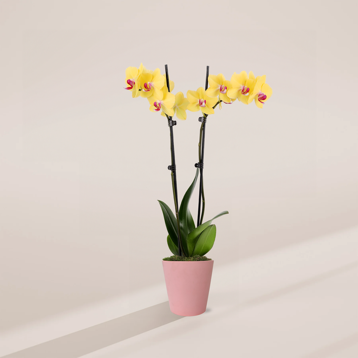 Yellow Phalaenopsis Orchid ‘Miraflore’