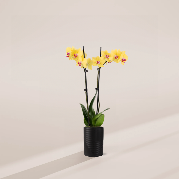 Yellow Phalaenopsis Orchid ‘Miraflore’