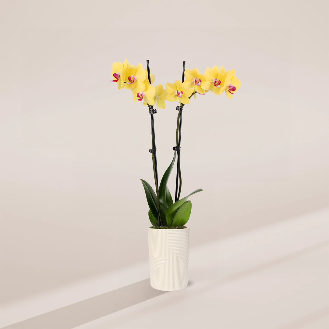 Yellow Phalaenopsis Orchid ‘Miraflore’