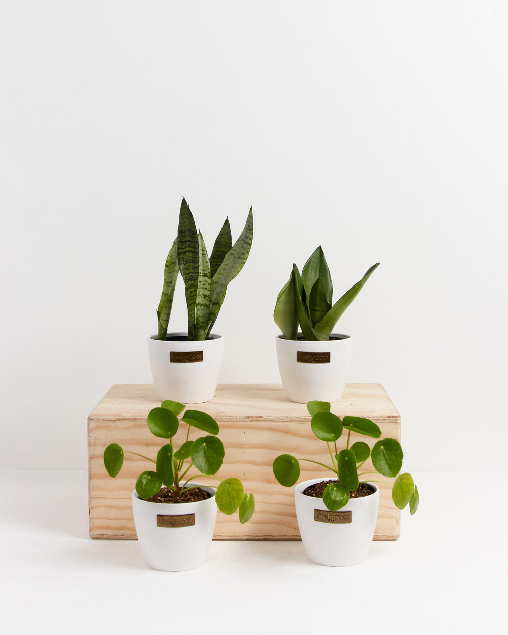 Yin-Yang Plant Bundle with tall green-striped Sansevieria and compact green Pilea in white ceramic pots with Lively Root branding, complete 4-plant collection on wooden display base.