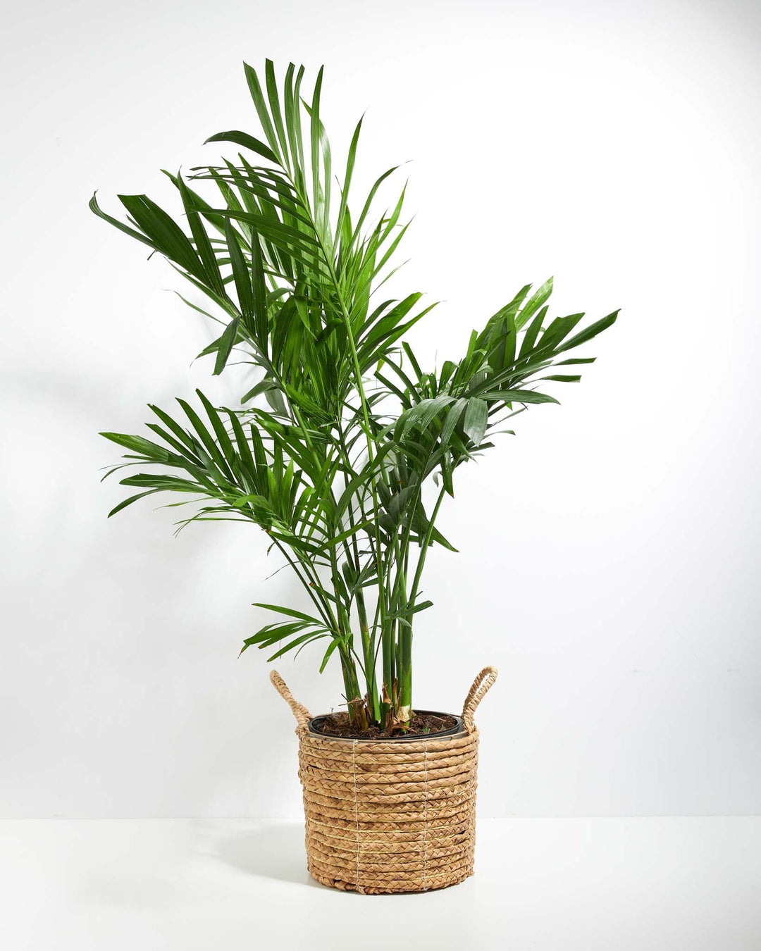 areca palm from store Areca Palm Tree for Sale
