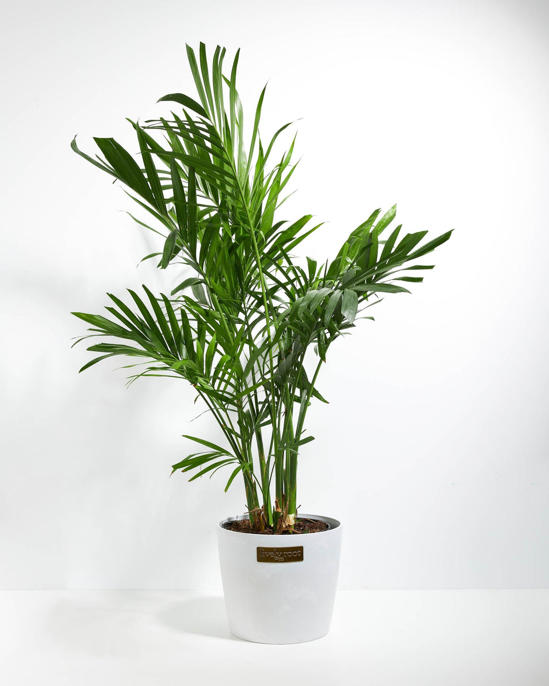 areca palm indoors Areca Palm Tree for Sale