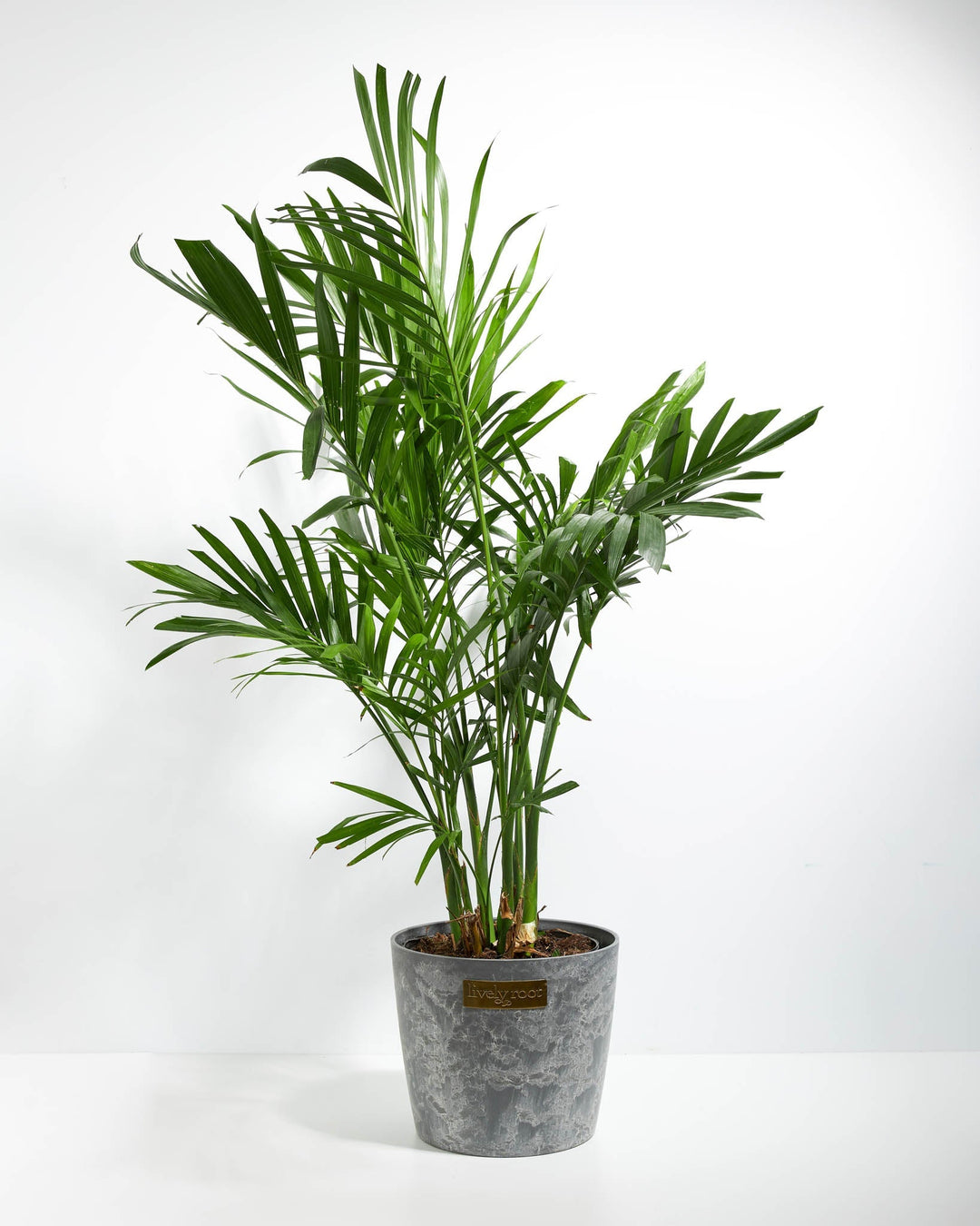 areca palm plant Areca Palm Tree for Sale