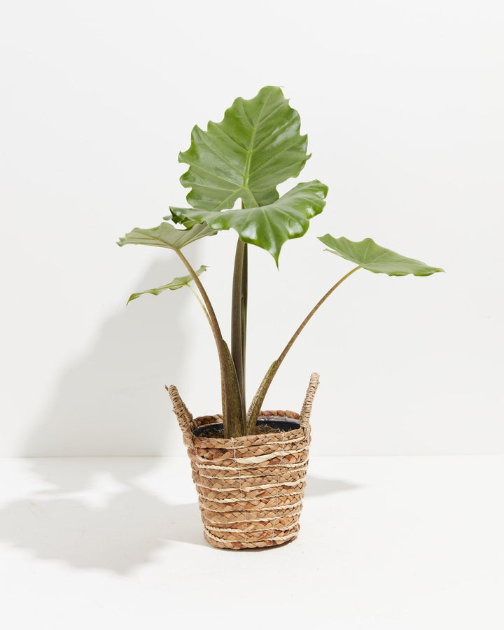 Alocasia Portora