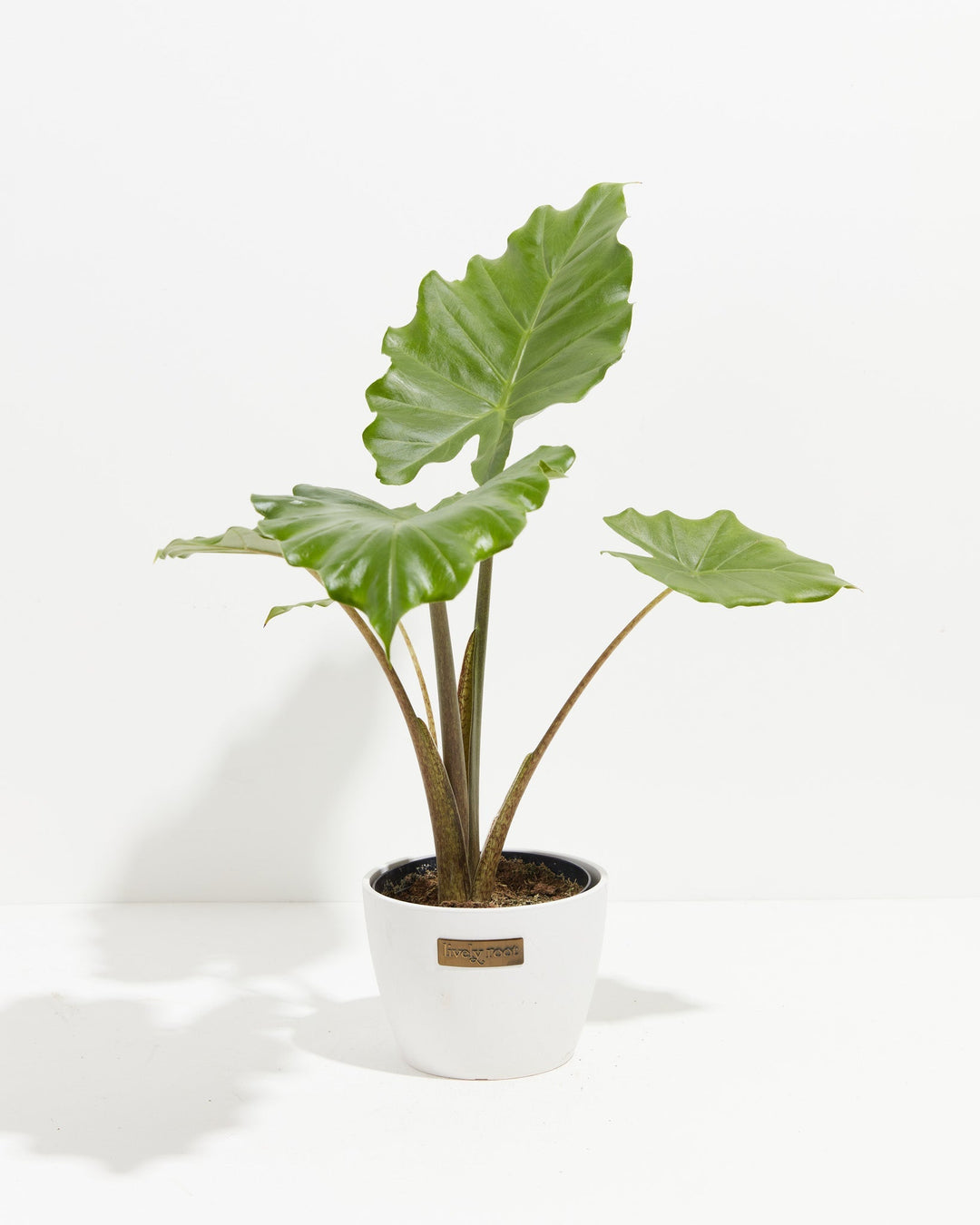 Alocasia Portora