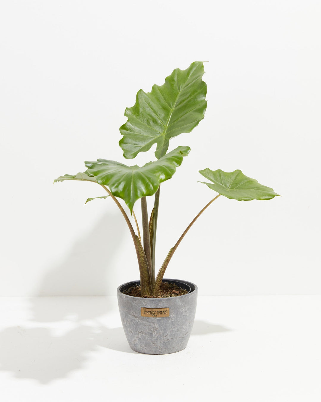 elephant ear plant for sale perth Portora Upright | Elephant Ear | Purple Plant