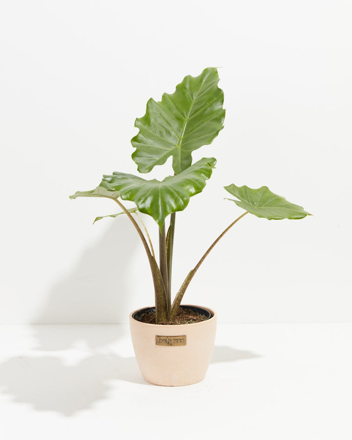 Alocasia Portora