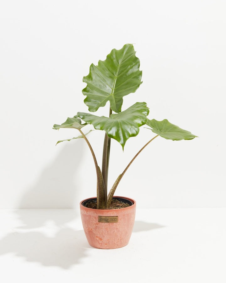 Alocasia Portora