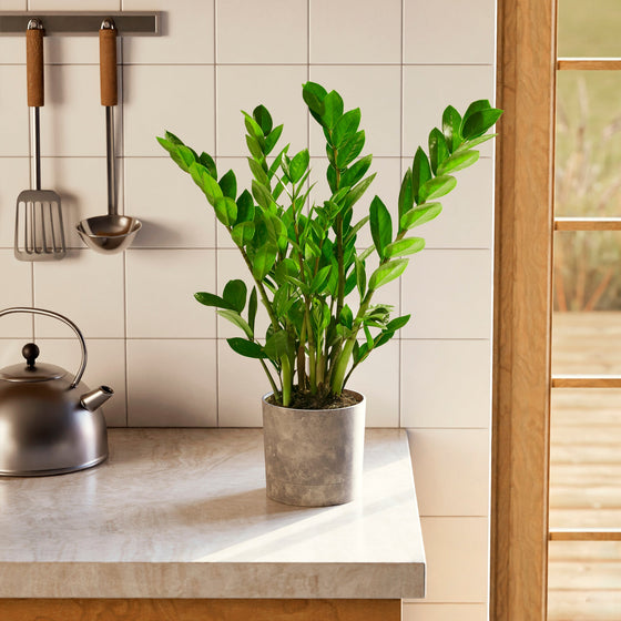 Potted plant on a kitchen counter with tiled wall and utensils in the background