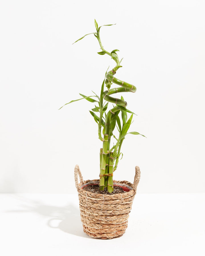Lucky Bamboo