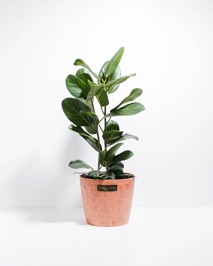 Ficus Audrey