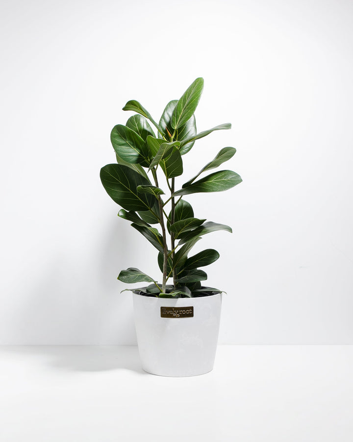 Ficus Audrey