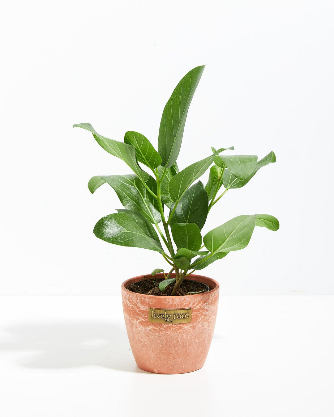 Ficus Audrey