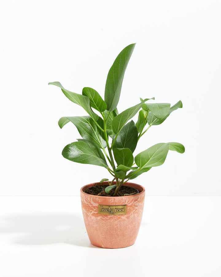 Ficus Audrey