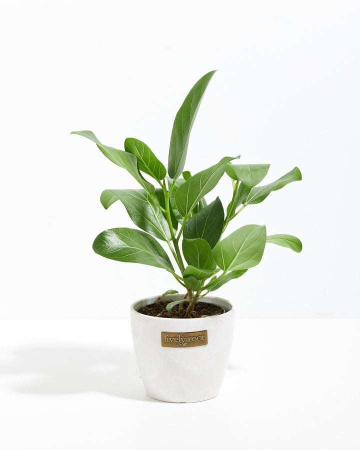 Ficus Audrey