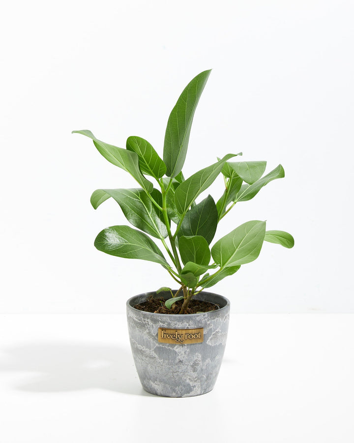 Ficus Audrey