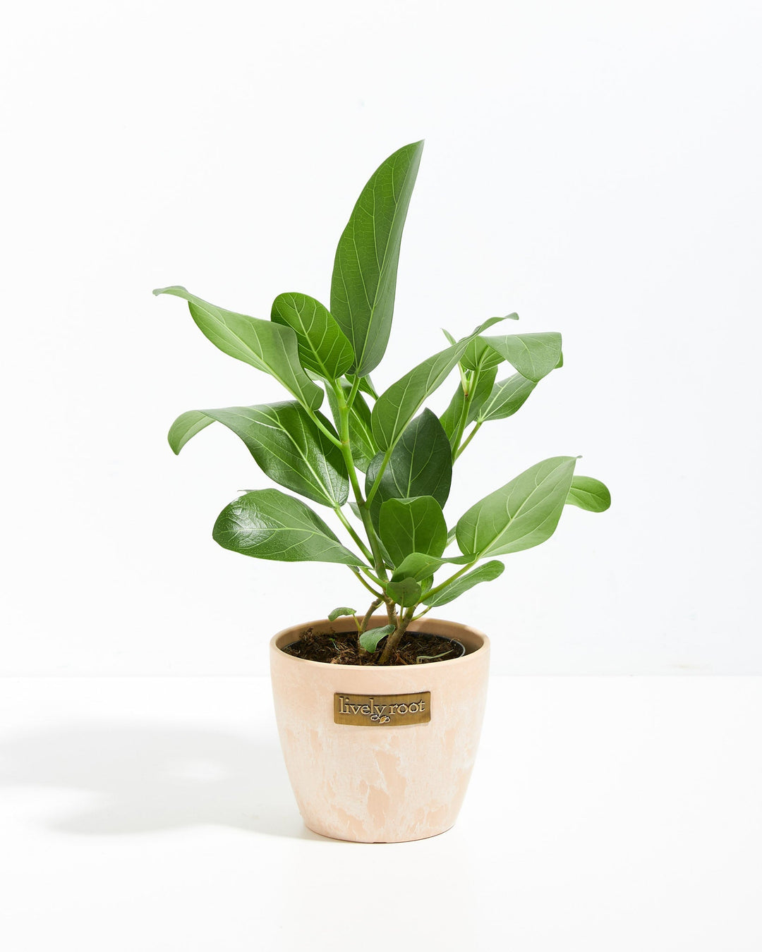 Ficus Audrey