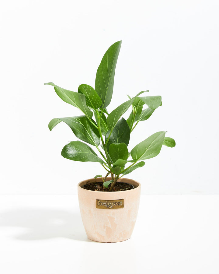 Ficus Audrey