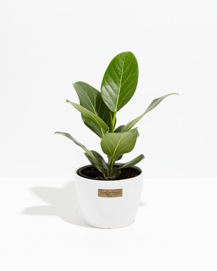 Ficus Audrey
