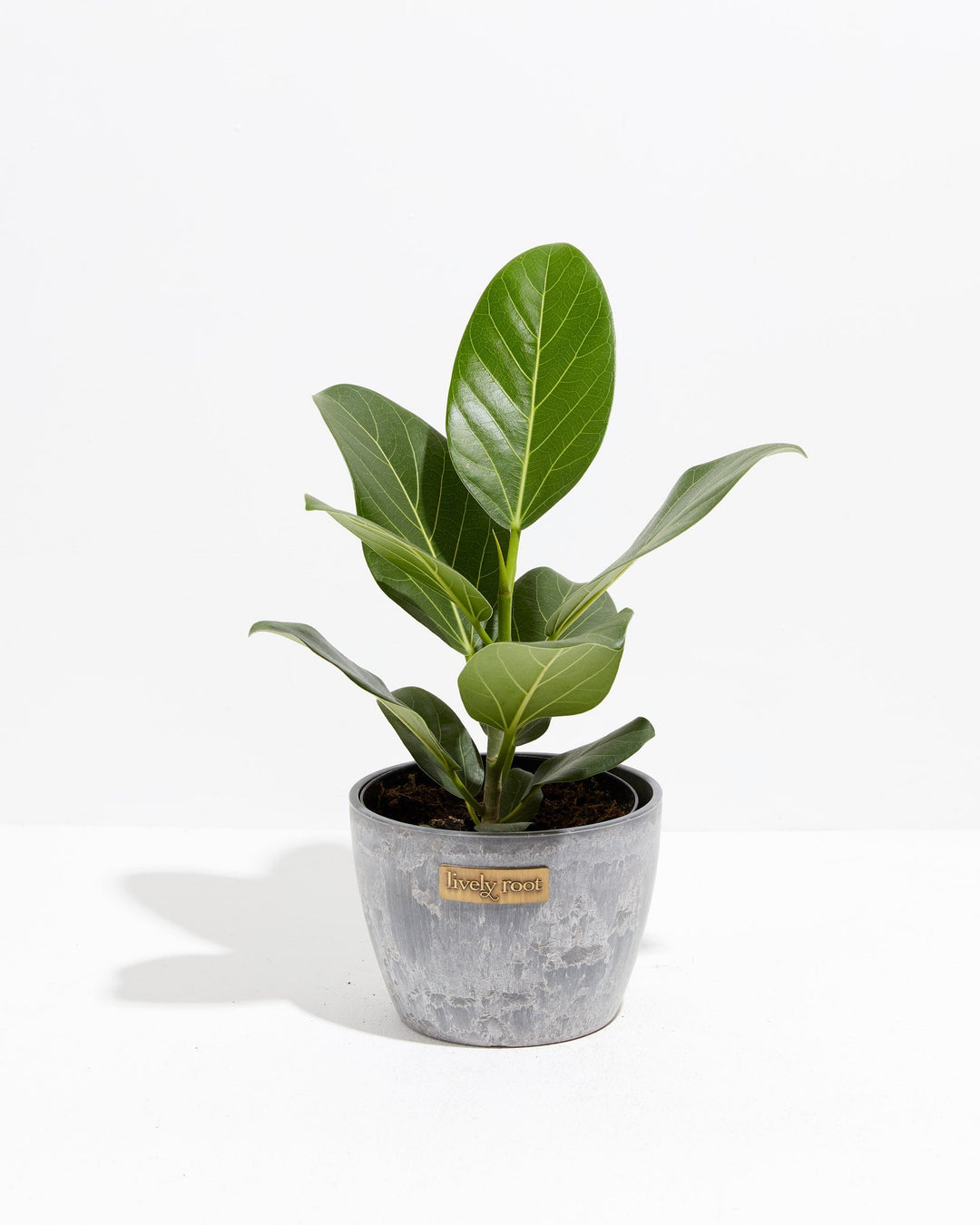 Ficus Audrey