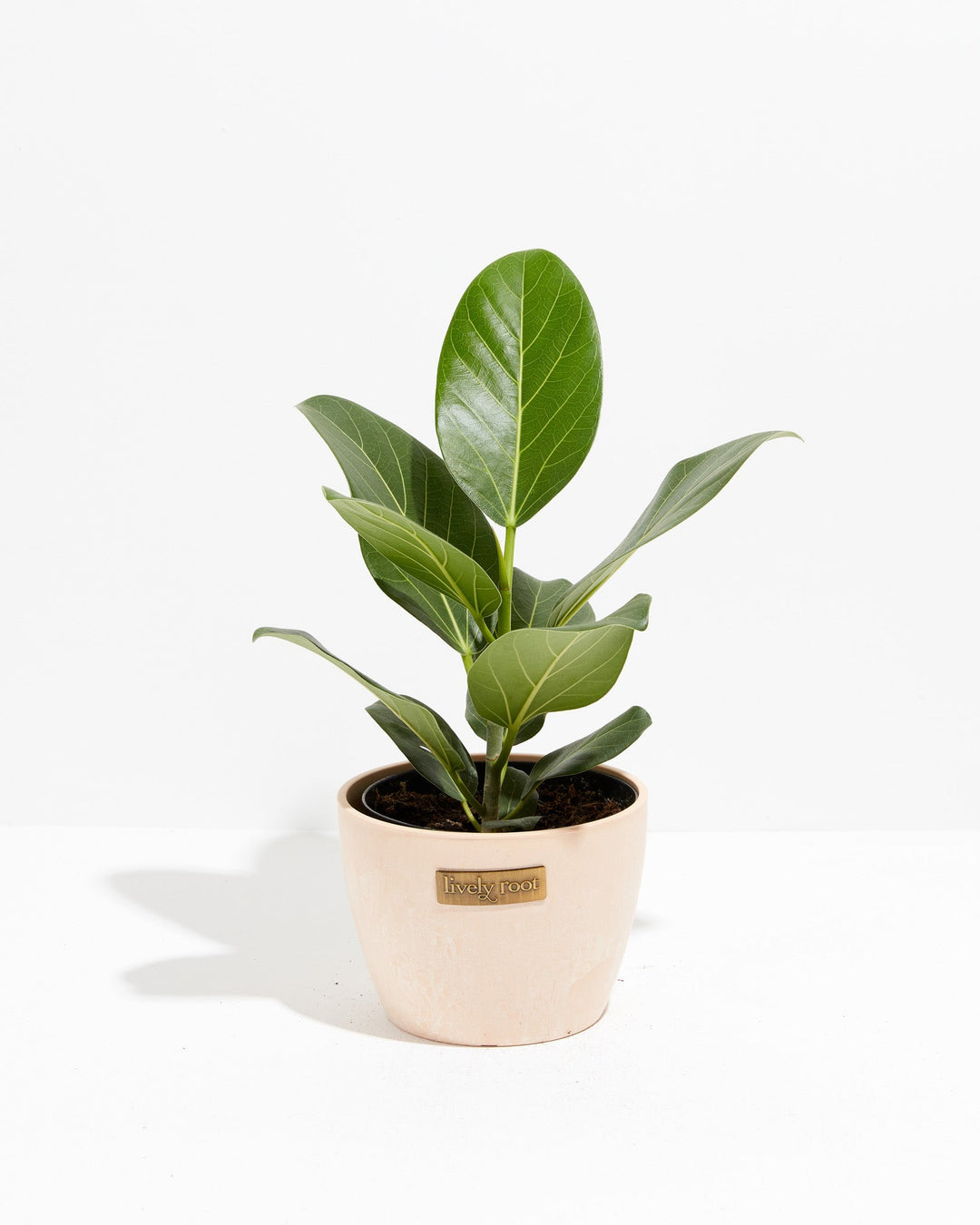 ficus audrey benefits Ficus Audrey For Sale, Including Care Guide & Growing Tips Extra Large / Eco Pot / Coconut
