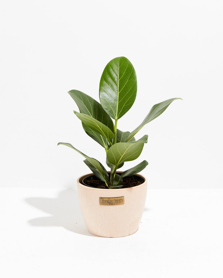 Ficus Audrey