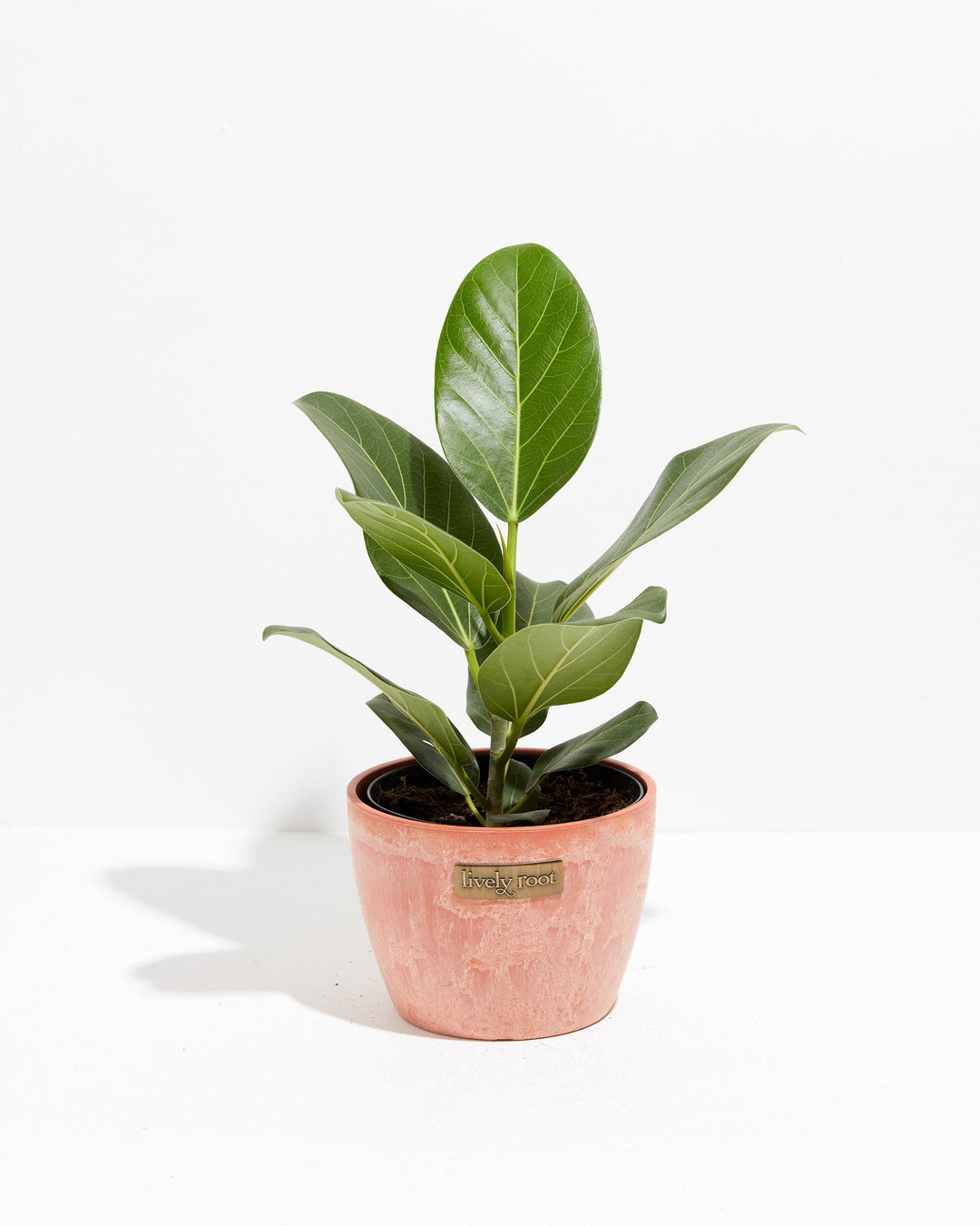 Ficus Audrey