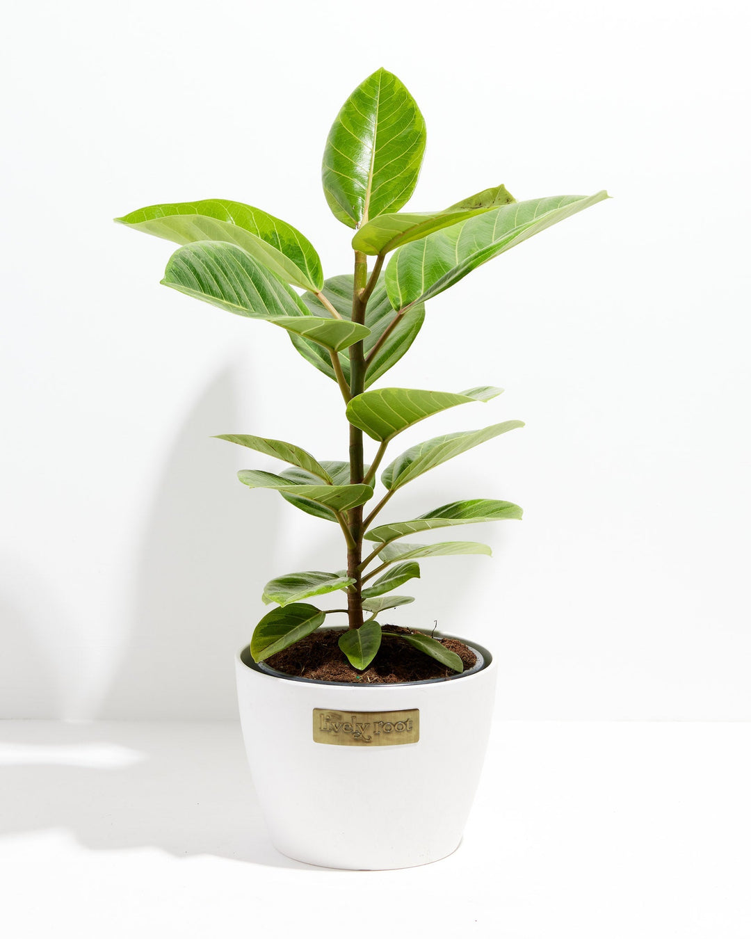 Ficus Audrey