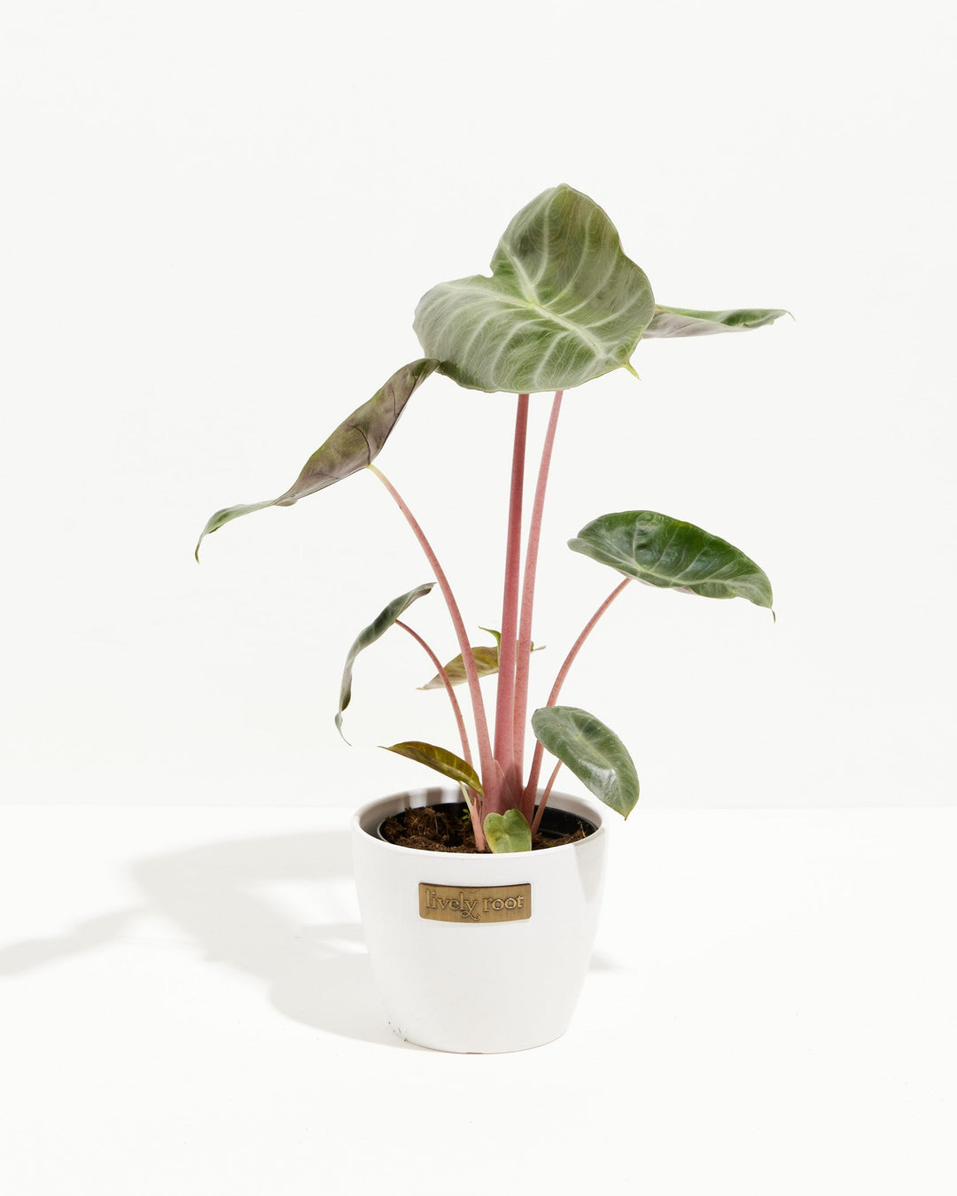anthurium pink dragon Pink Dragon Alocasia | Elephant Ear Plant