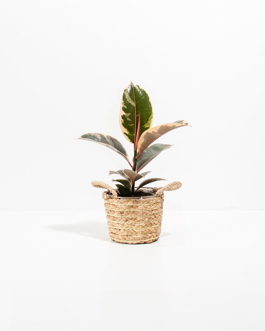 Ficus Tineke (elastica)