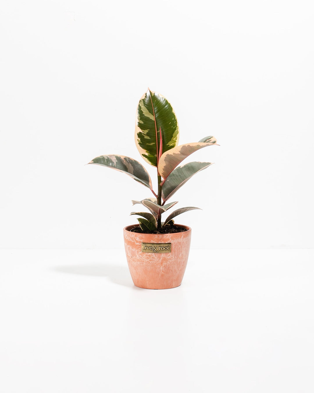 Ficus Tineke (elastica)