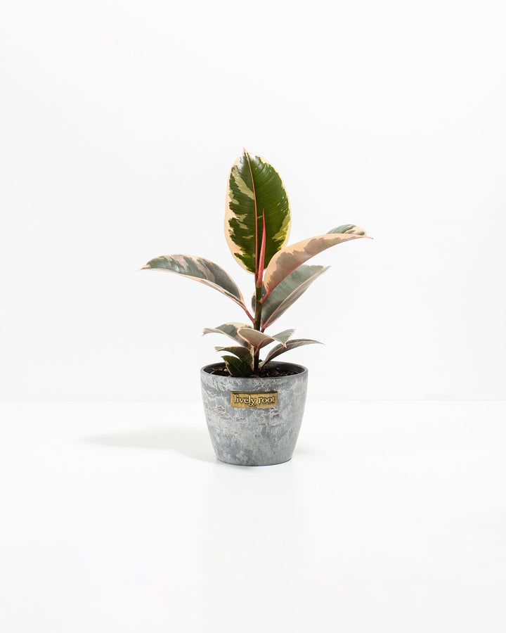 Ficus Tineke (elastica)