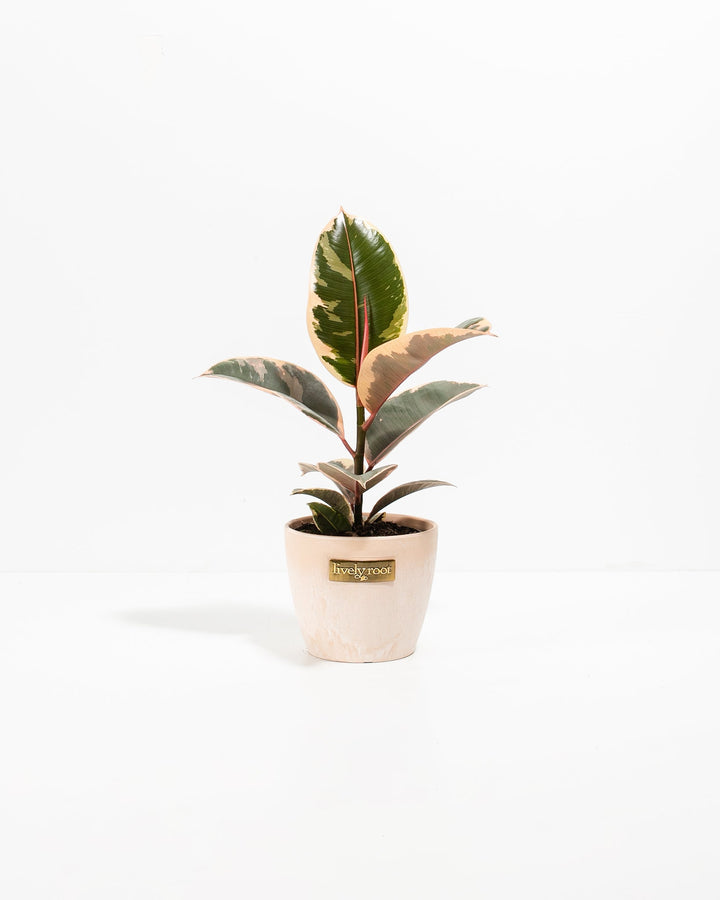 Ficus Tineke (elastica)