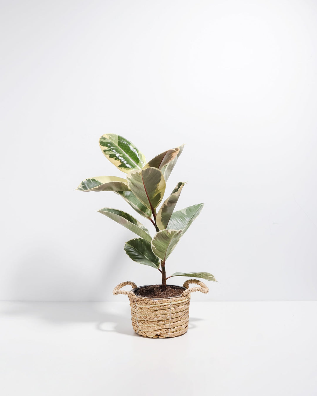 Ficus Tineke (elastica)