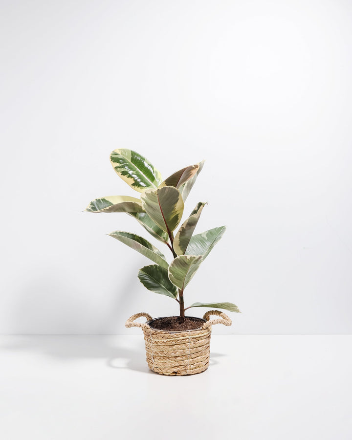 Ficus Tineke (elastica)