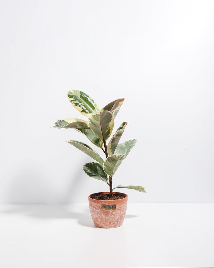 Ficus Tineke (elastica)