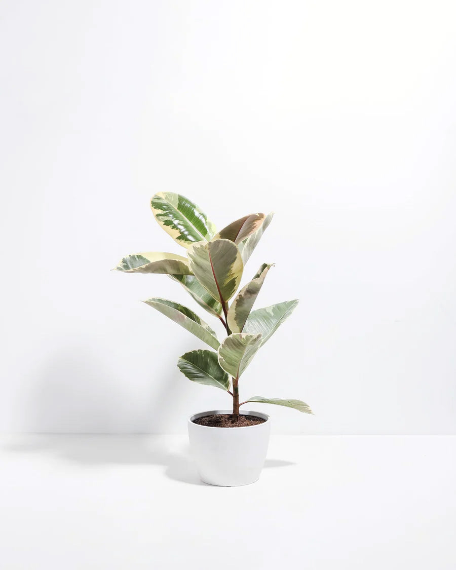 Ficus Tineke (elastica)