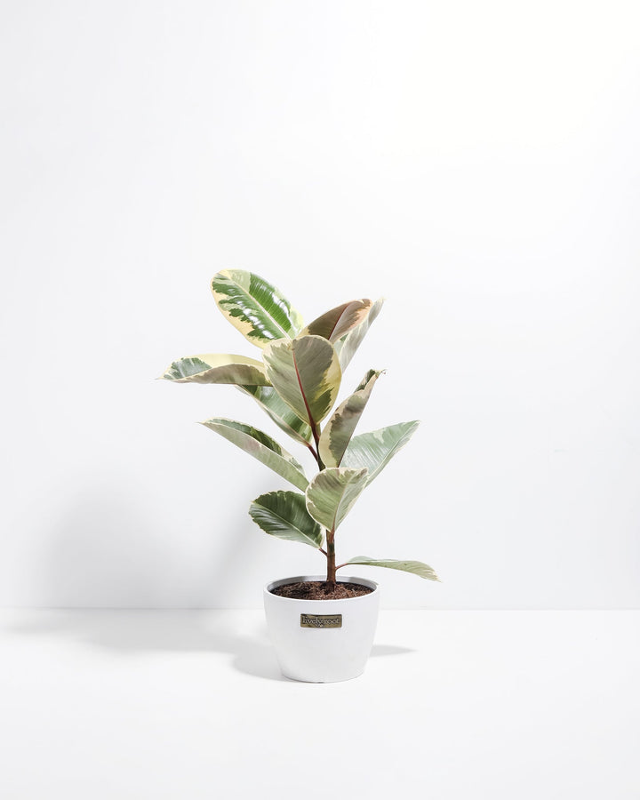 Ficus Tineke (elastica)