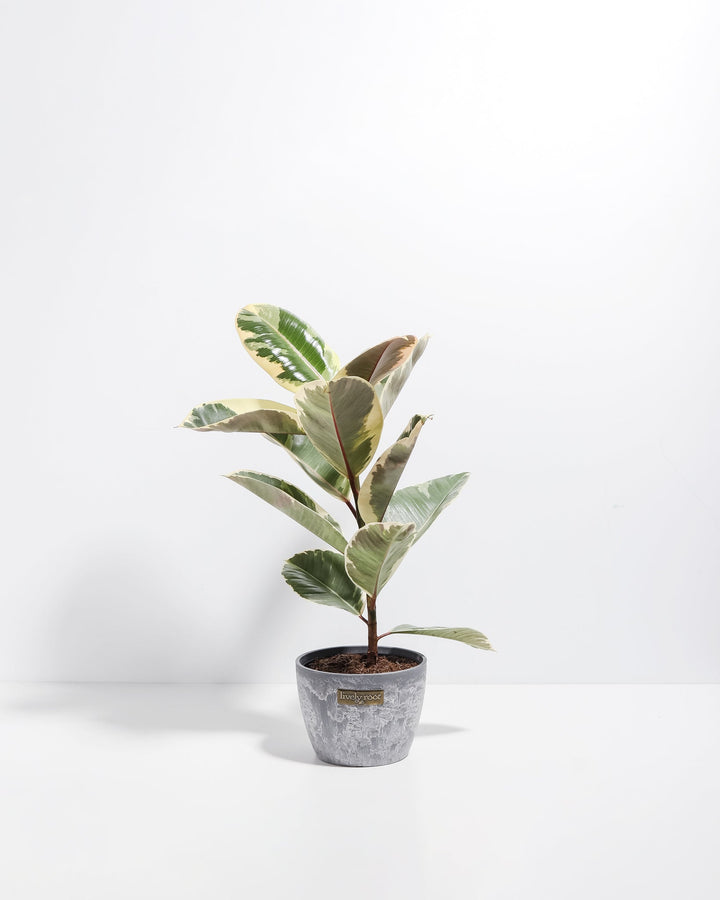 Ficus Tineke (elastica)