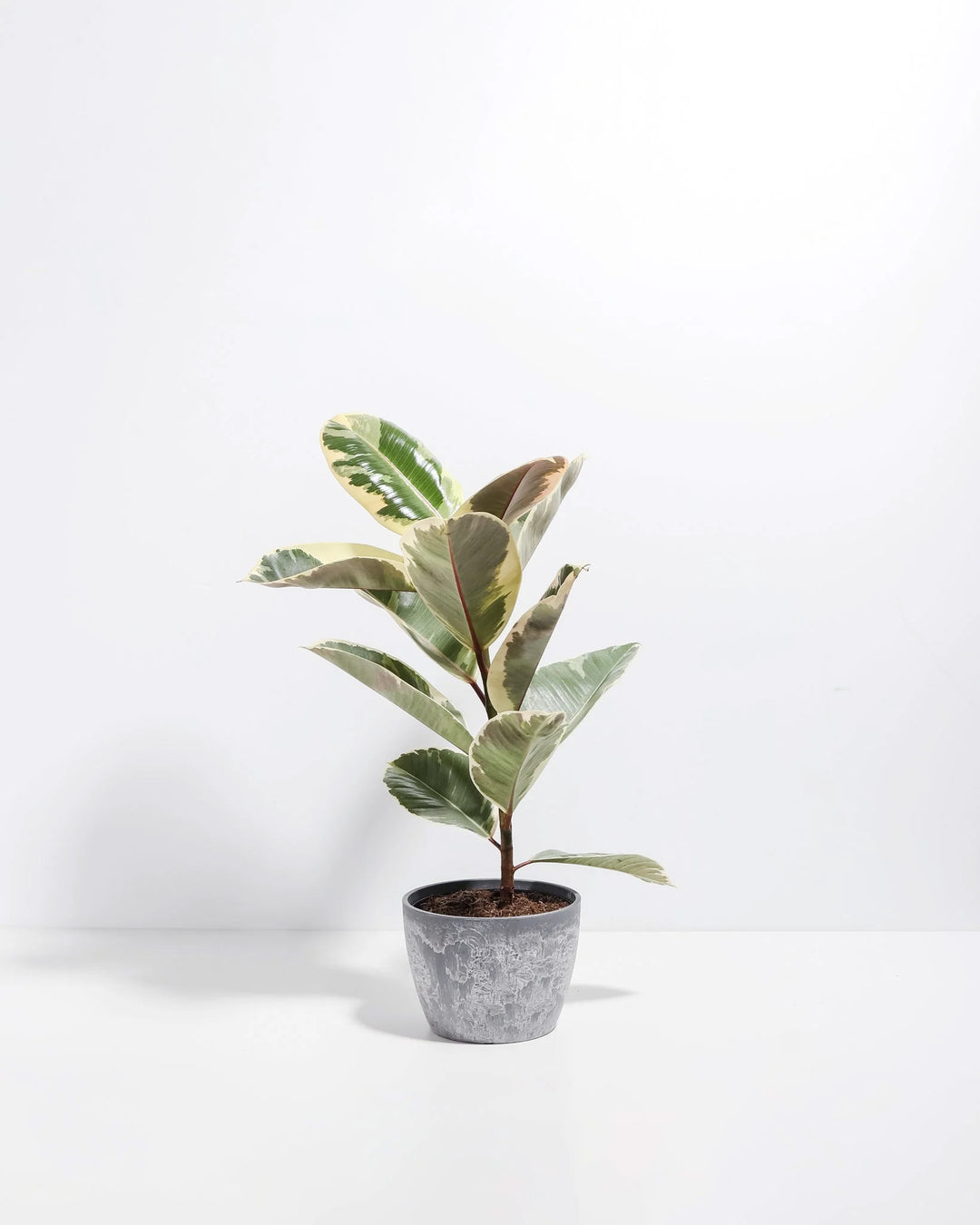 Ficus Tineke (elastica)