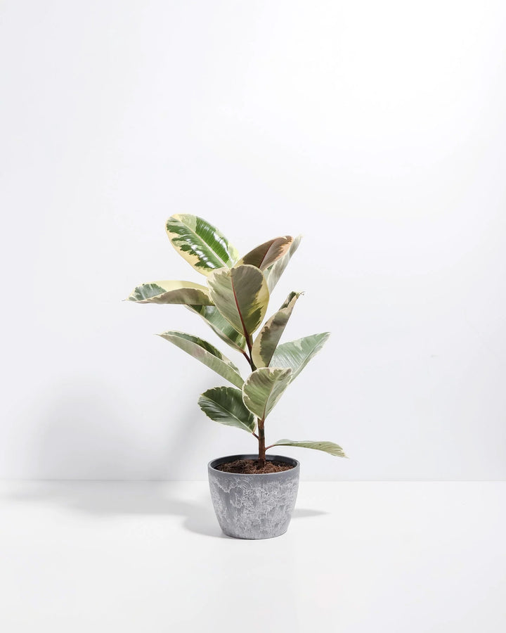Ficus Tineke (elastica)