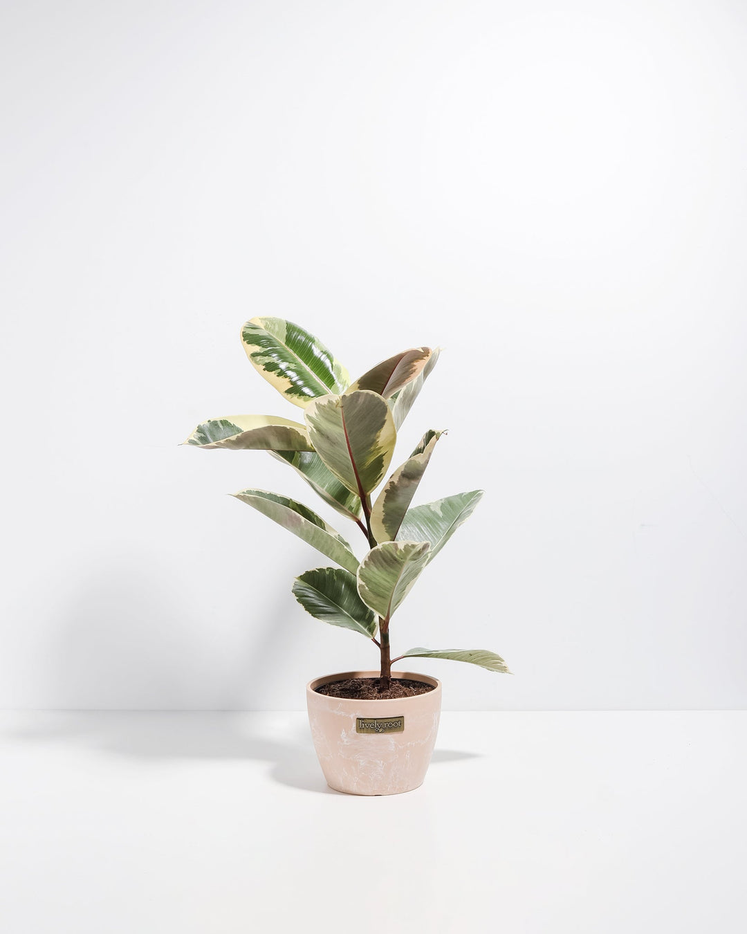 Ficus Tineke (elastica)
