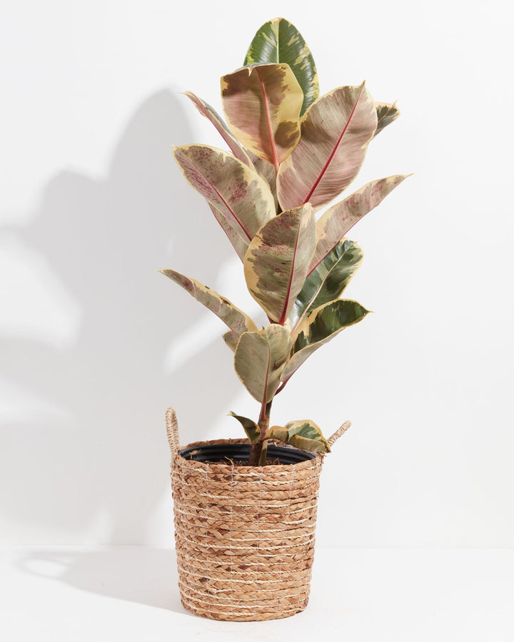 Ficus Tineke (elastica)